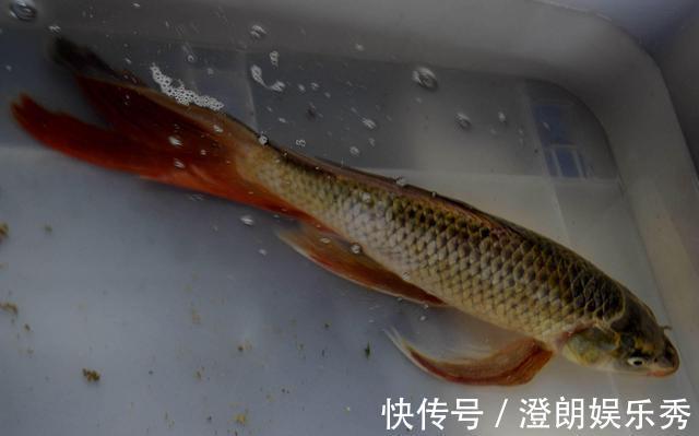 钓友|怪鱼?安徽钓鱼人解密“新鱼种”,钓友:既不敢吃也不敢要