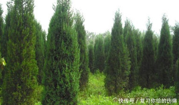 白发|白发的朋友注意,用它的树叶煮水洗头,头发乌黑光亮再也不用染了