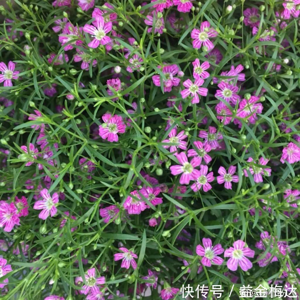 水仙花|6种花是一次性,开完可以扔了,别再浪费时间