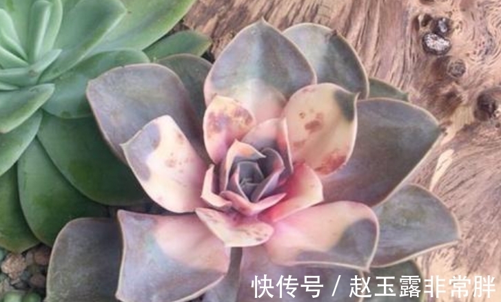 新手养多肉容易“踩雷”,绕过4个“雷区”,才知道多肉并不难养