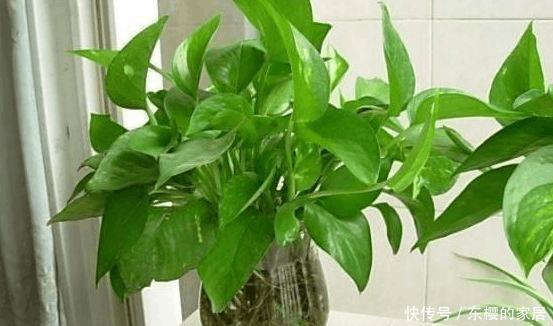 冬季养绿萝,一不小心黄叶了,3招瞬间由黄变绿