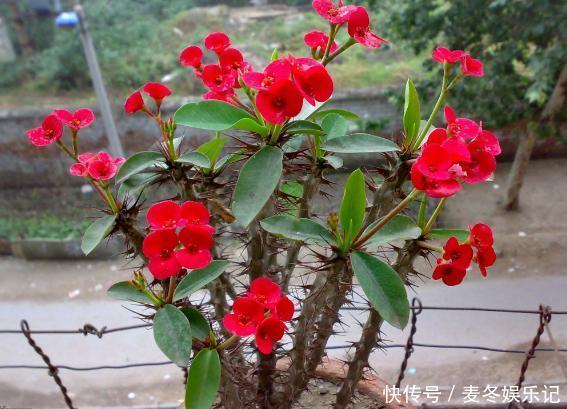 养花浇水顾及到这5个要素，就再也不担心植物缺水落叶掉花