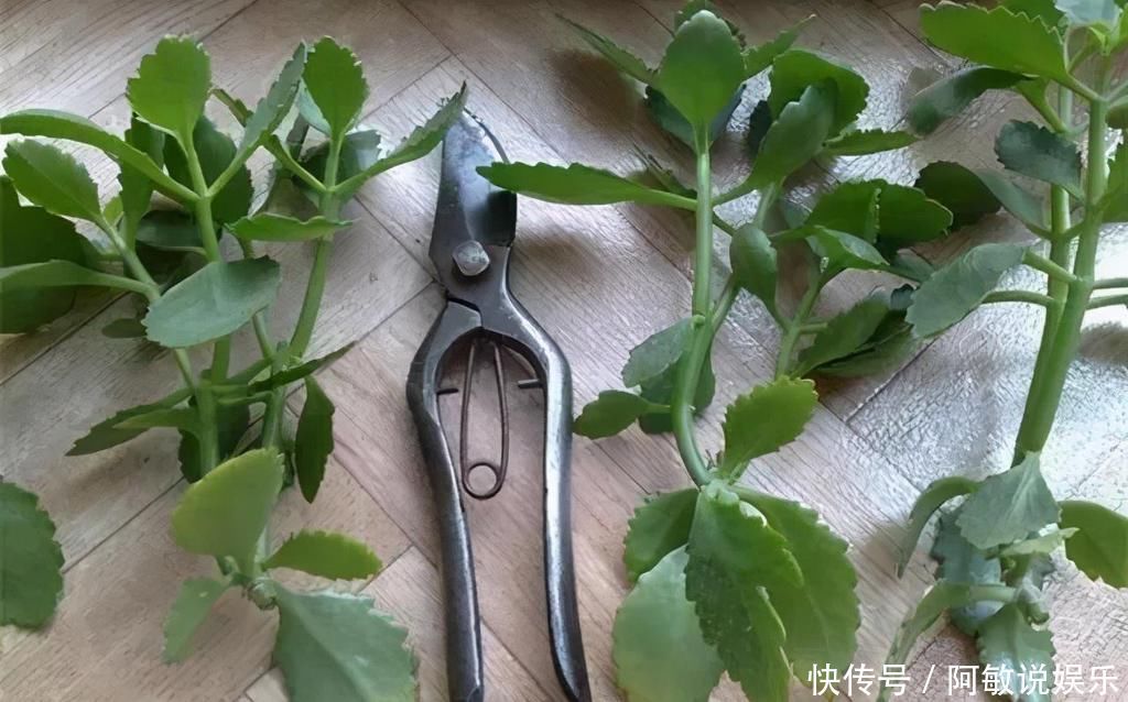 这3种花“剪一刀”,顺利过冬,来年又能开花了