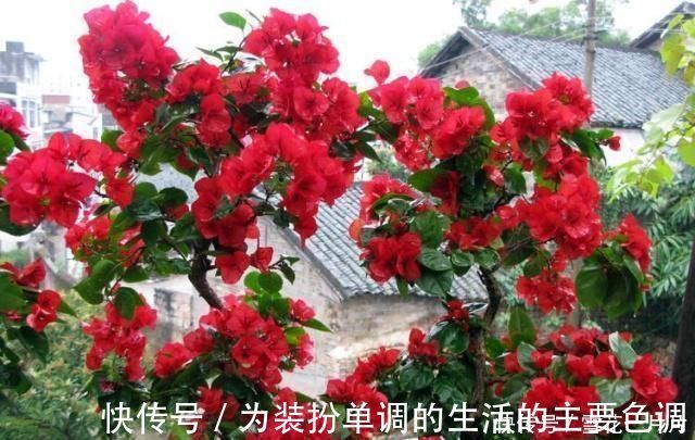 长寿花|家里有空盆这“4种花”现在栽一盆,一入秋就“开成大花球”