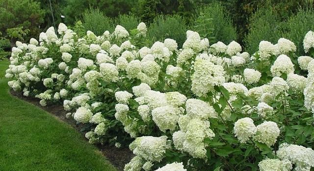 绣球花|托尼老师教您修剪绣球花,记住简单两点,拿剪刀的手再也不抖啦