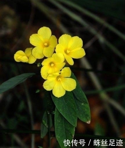 生肖猪|下个月,桃花不请自来,重续前缘,冰释前嫌与前任携手的4大生肖