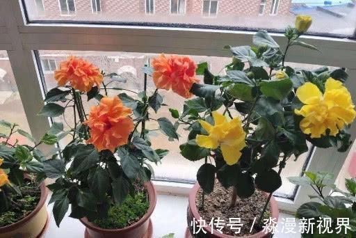 阳台|阳台养盆“扶桑花”,注意4个方面,长成“小树”,四季花开不败