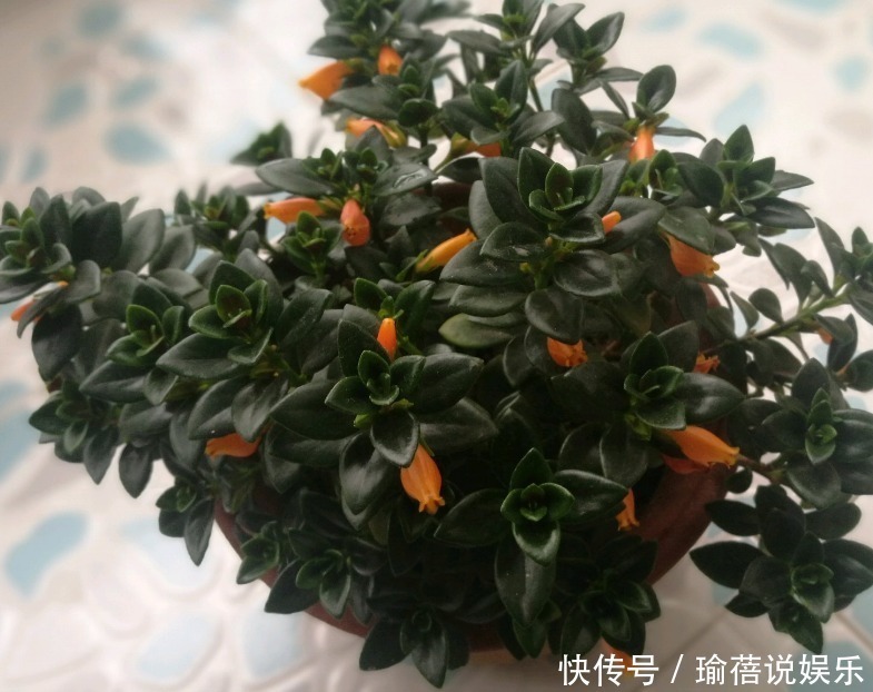 养殖|吊兰可是一个大家族,4个常见品种,能观叶能赏花!