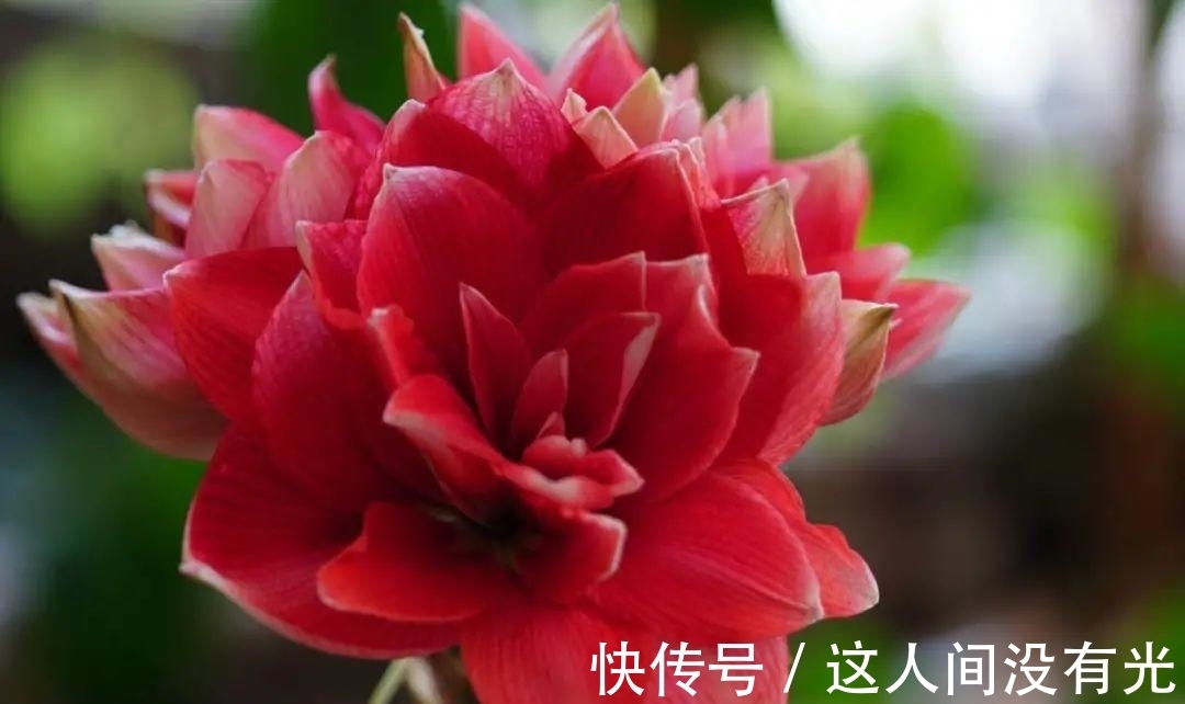 朱顶红埋土里,如何能年年开花,球变大、变多?