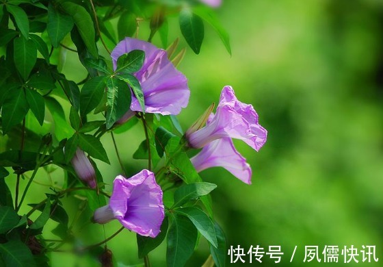 院子里长出这5种草,看到就铲除别犹豫,留下会“后患无穷”