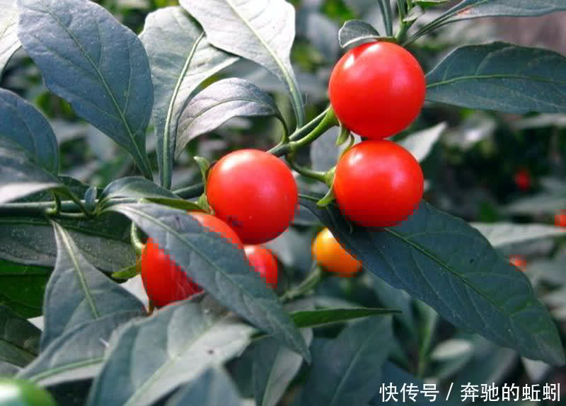 适合家养的观果盆栽,这4种你了解一下,入手不亏