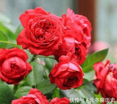 花香|此花漂亮,四季开花,花量巨大,好种植,香气四溢,一花香一阳台