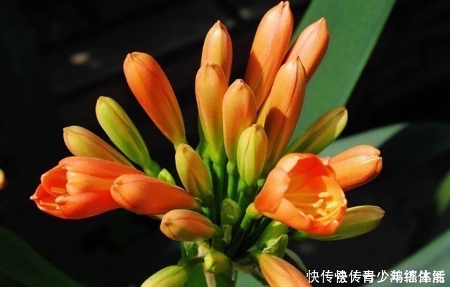 养君子兰,“深盆”好,还是“浅盆”好选错了,不长叶,难开花!