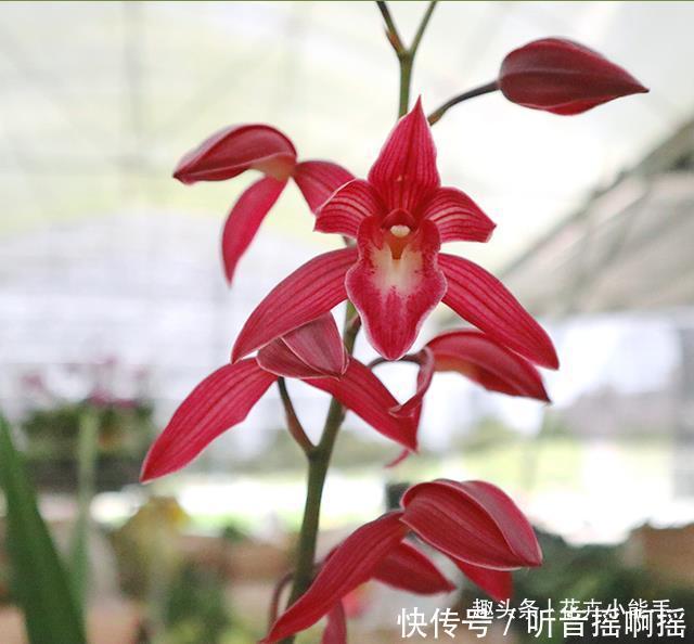 这款兰花长得漂亮又太爱开花,香味独特还浓郁,难怪这么多人喜欢