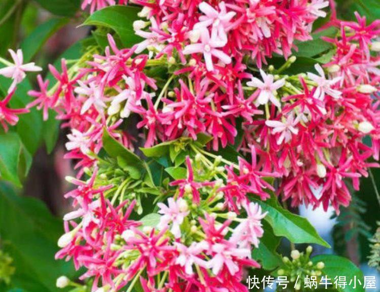 适合冬季养的花,好活易爆盆,漂亮上档次,寓意还非常好