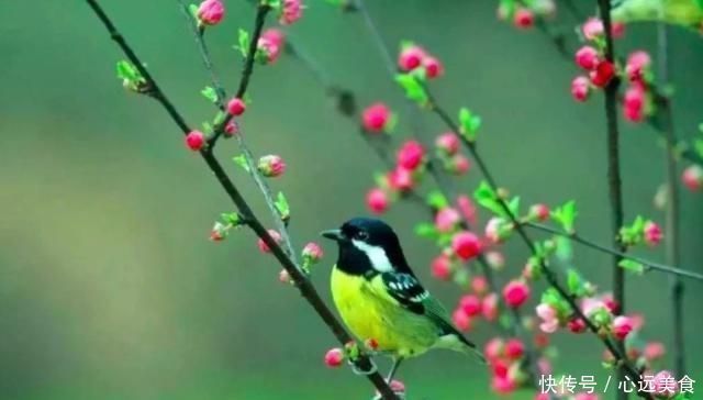 嚣尘|王勃去郊外踏青,写下一首诗,开篇两句便惊艳了整个春天!