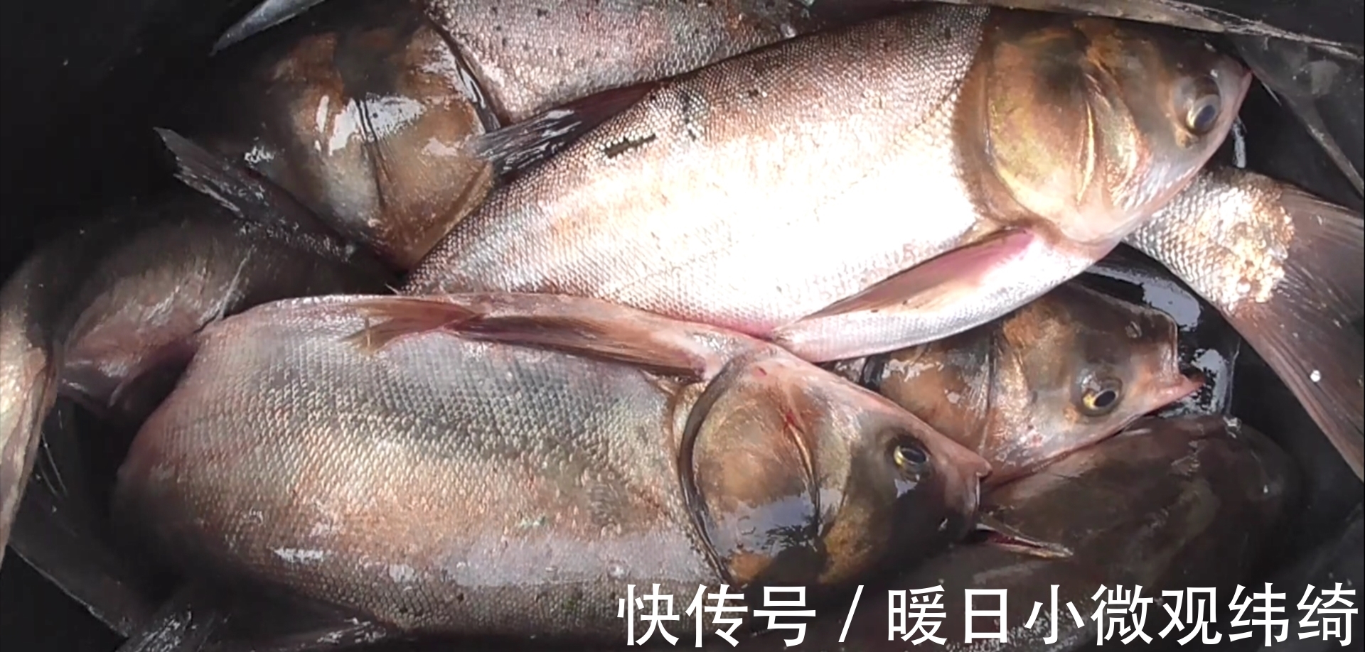 海竿|手竿钓鲢鳙,抓口不准总是跑鱼?记住这几句话能钓得手软!