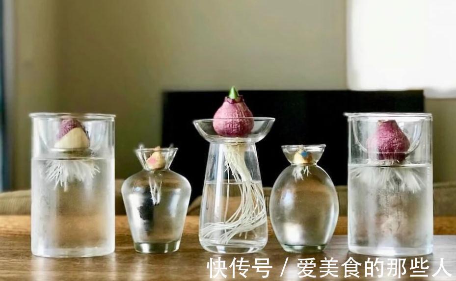 家庭园艺：栽种1盆风信子，需要具备什么条件才能花开锦绣？