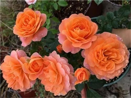 5种“微型月季”，最适合“阳台”盆栽，个小开花多，一开200天