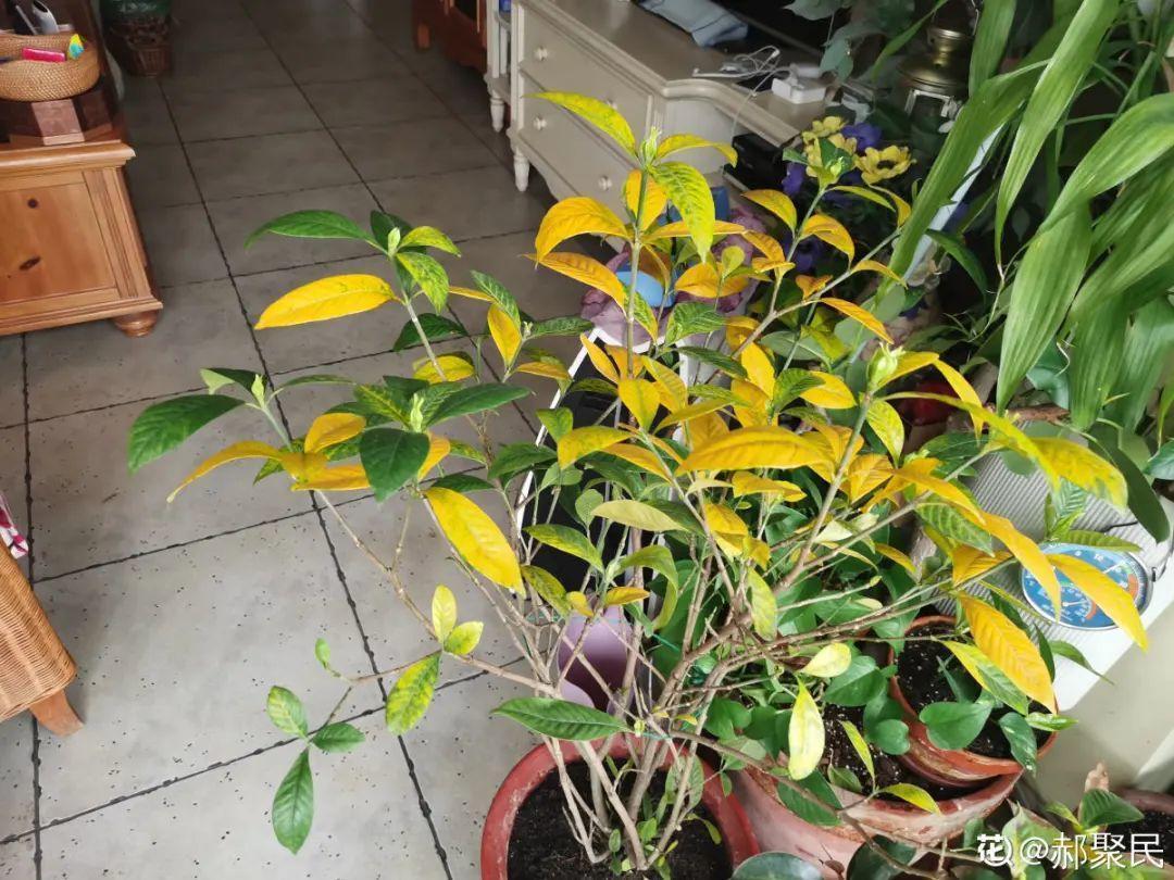 营养液|马上进入花期的花，10天一次肥，下个月就开花