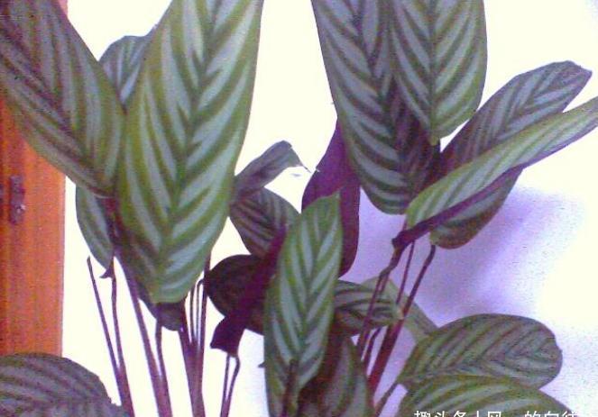 鲜艳|此花株形优美,鲜艳的花色十分引人注目,寓意为转身的奇迹