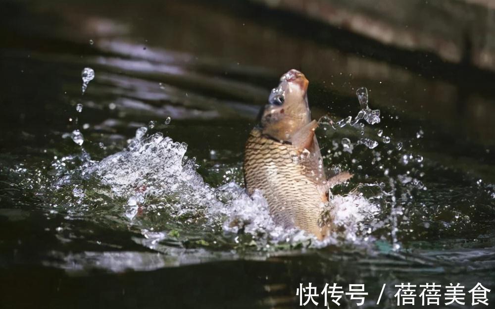 降温好钓鲫鱼?别逗了,做不到这两点,一口都没有很正常
