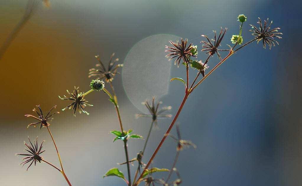 抗癌|农村烂地的“鬼针草”,是治疗高血压的神草,抗癌,你认识吗