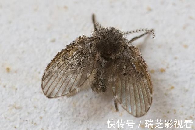 竖管|卫生间里的小飞虫是什么？只需三步，就能彻底杜绝
