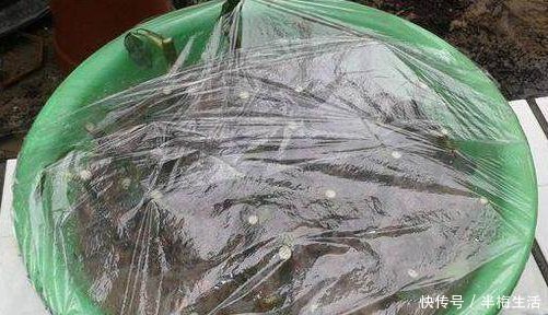 月季|月季繁殖新方法,扦插后用它来罩着,成活率100,不活你找我