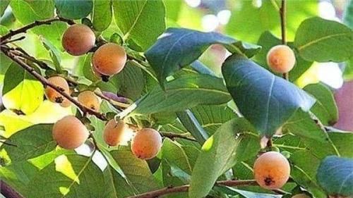 爱美女性春季适合常吃3食物，祛皱美容，排毒润肤，肌肤更细腻