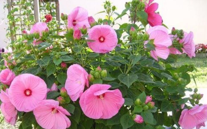 世上公认最美的4种花,开起花来“拦”不住,美不胜收,你养了吗