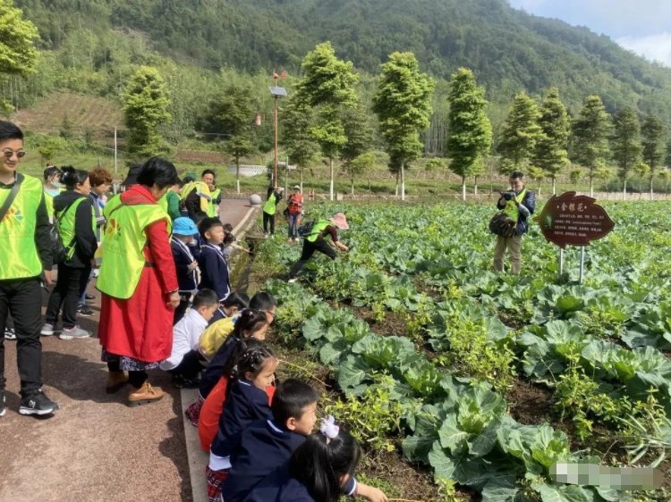 川西|芒种麦秋而稻禾青青来芦山肆意撒欢