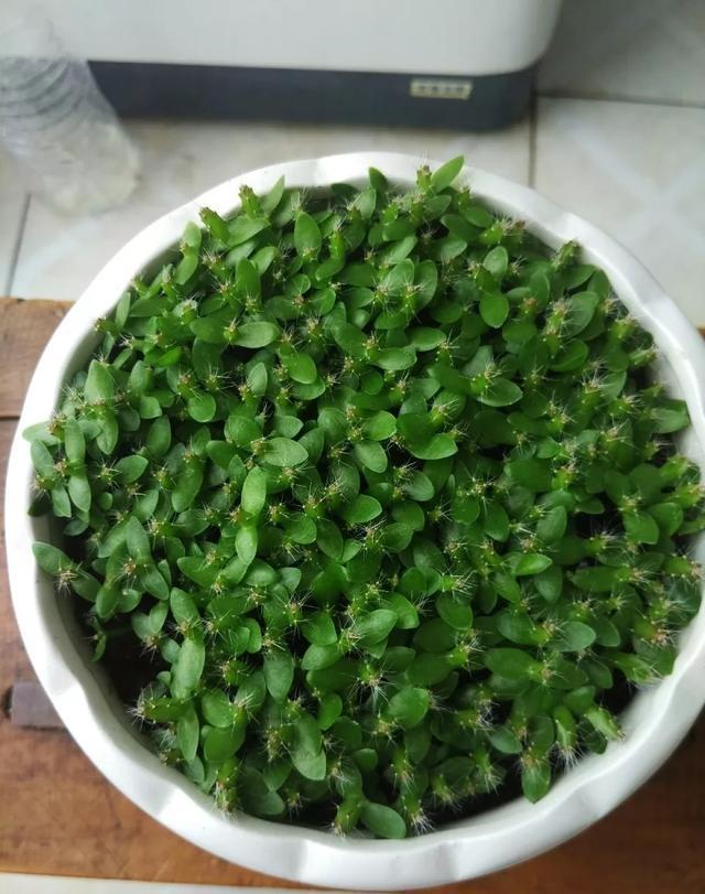 丢一把种子到水里,7天冒出小森林,越热越长个!绿植盆栽不用买
