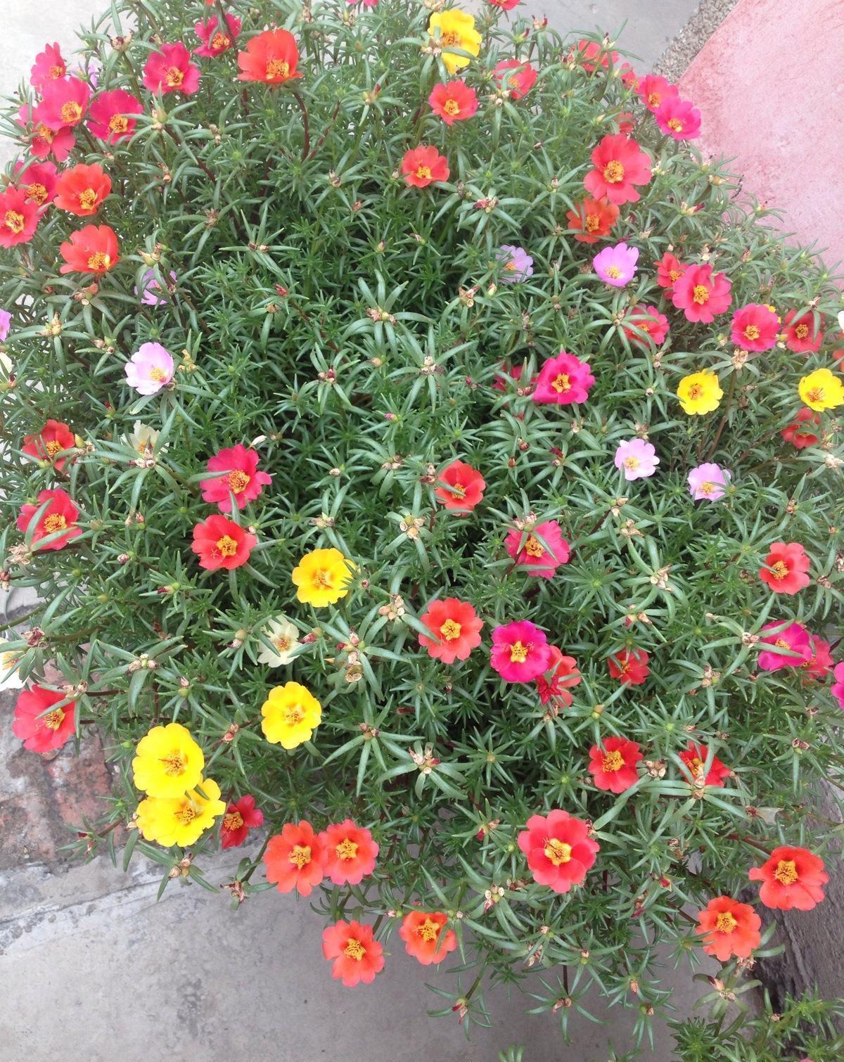 院子种什么花?这3个品种,不要错过,优点多