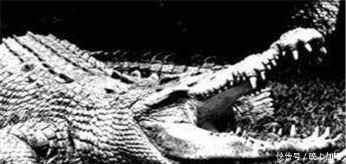 日军|1000名日军占据小岛，却被岛上神秘生物屠杀殆尽