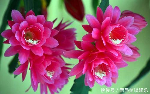 此款仙人掌,比绿萝好养,比荷花好看,简单易成活,花开硕大