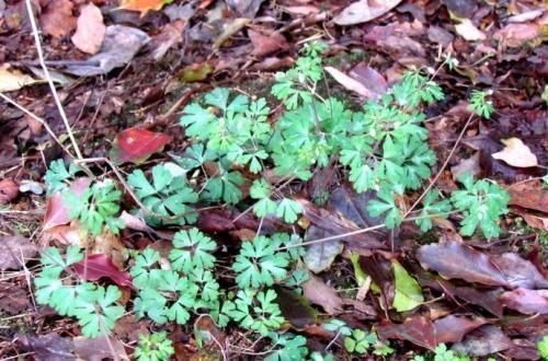泡茶|十个女人九个贫血，用此草泡茶喝，不贫血了，乳腺越来越好