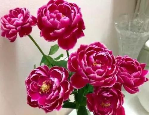  花色|最“妖艳”的月季，花色珍稀，勤花丰花，香味持久，让人无法拒绝