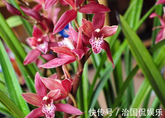 浇水|春兰惠兰建兰傻傻分不清楚看一点就明白，注意遮阴浇水，花特多