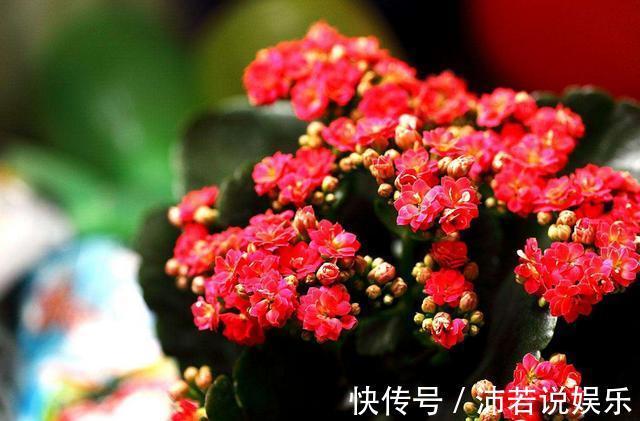 松果|君子兰肥到流油,长寿花开不断,原来他用了1个小方法!