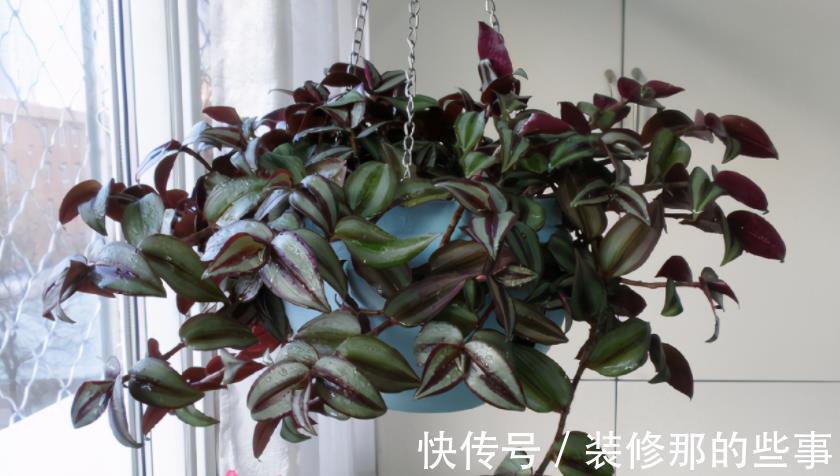 自制肥|喜欢养花,夏季就抽点空自制肥,闷2、3个月就能用了