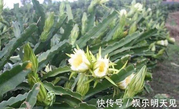 霸王花|女性皮肤差,秋天换季干燥易起皮,多吃3种美容食物,滋润肌肤