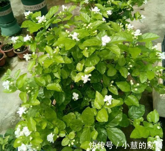 茉莉养殖注意事项，于北方盆栽，更值得多加小心