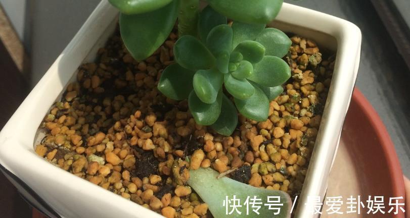 症状|多肉烂根会出现什么症状，该如何早点发现处理？