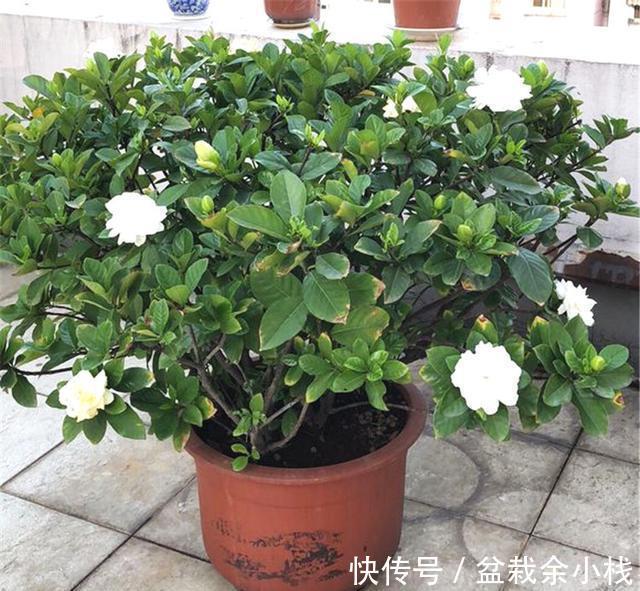 月季|新手养花“黑名单”，新手最好敬而远之，这些花买了也养不活