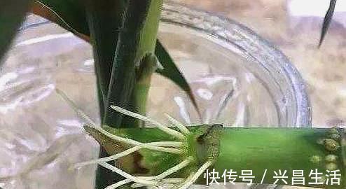 叶子|水培富贵竹，“用水”很关键，做好根系棒，叶子油绿“蹭蹭长”