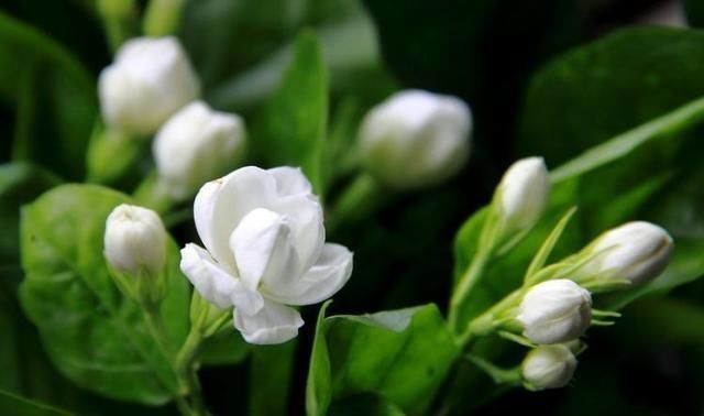 茉莉|茉莉花只长叶子不开花是什么原因及解决办法