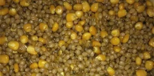 野钓|野钓必杀饵料,通杀青草鲤,大鱼一条接一条,拉杆到手臂疼