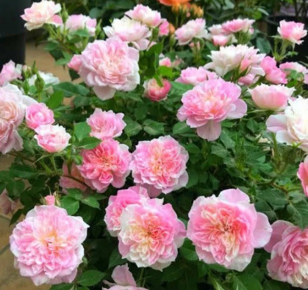 夏天最适合养4种花,花朵硕大、花香四溢飘满屋,美爆了