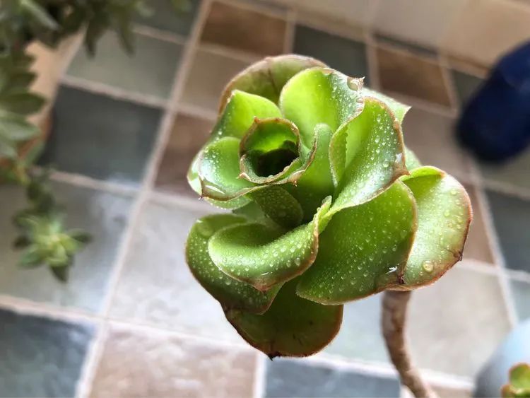 陪伴过我的都是心头肉！多肉陪我一路向前！